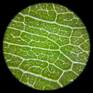 Leaf Surface Study