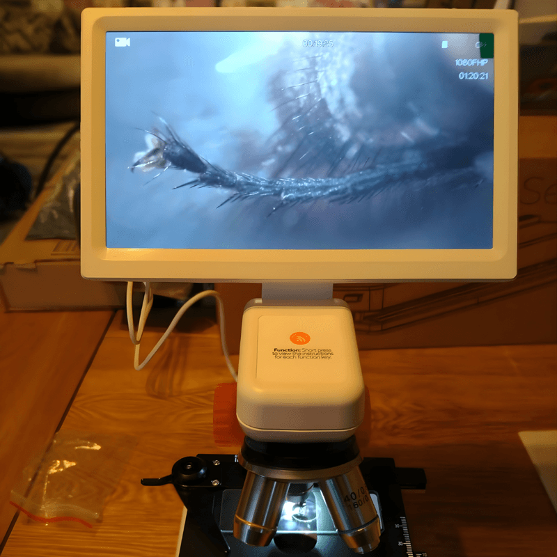 Insect specimen magnified under the microscope