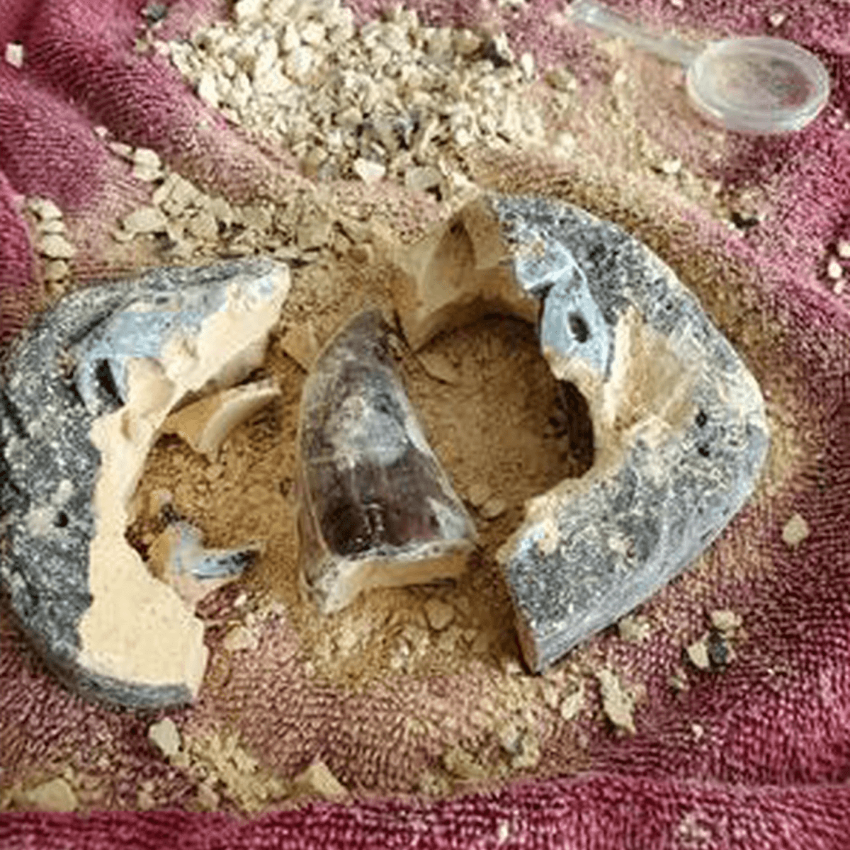 Excavated fossil specimen from the dig kit