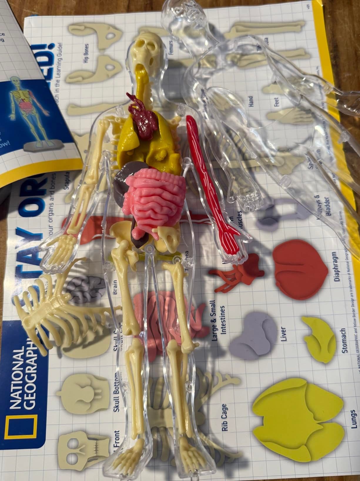 Human body model lying on the identification chart