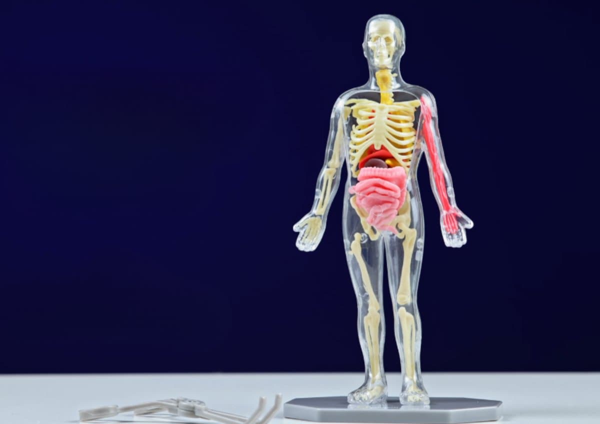 Human body anatomy model on display stand with forceps