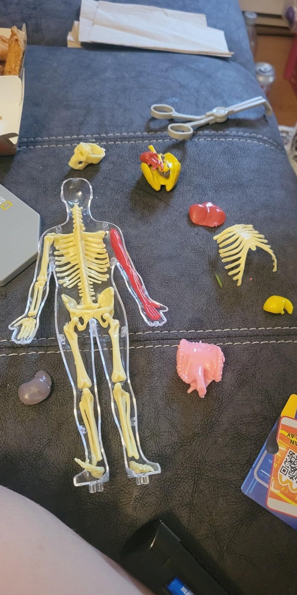 Human body shell surrounded by organs and bones ready for assembly
