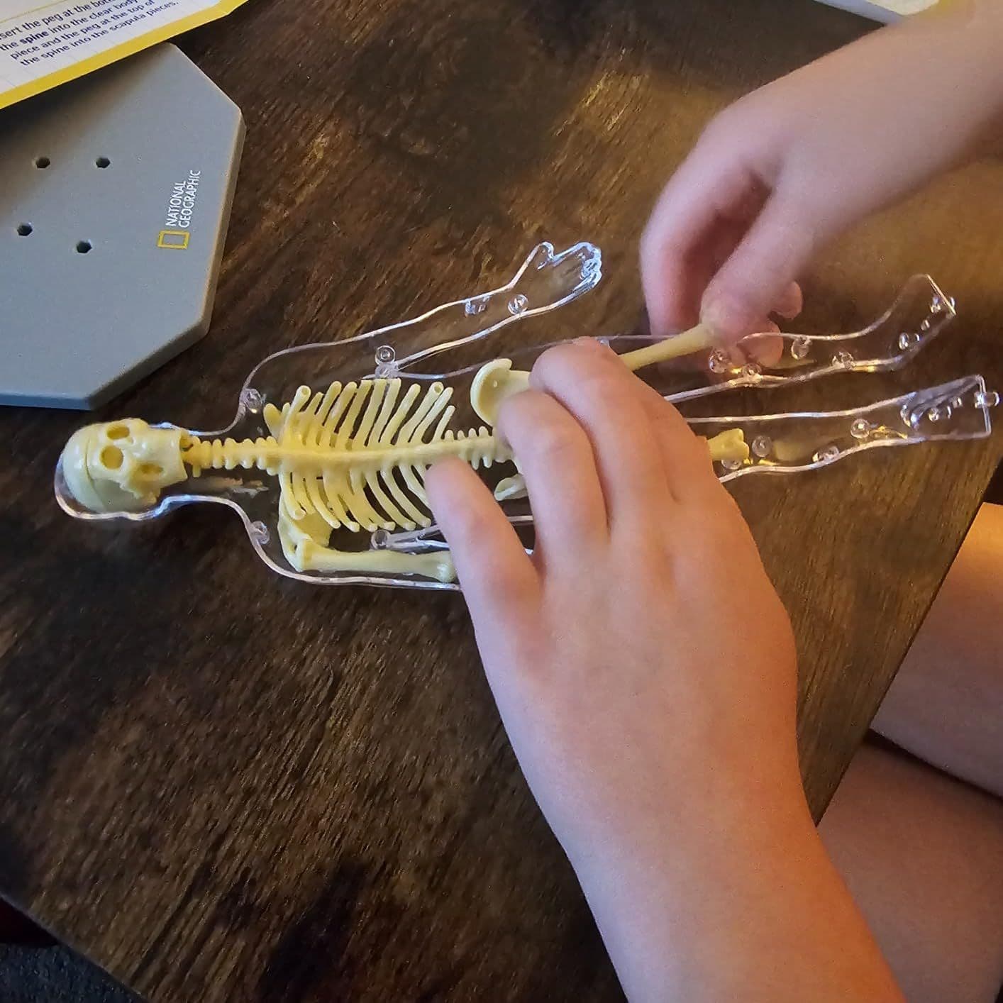 Child's hands carefully assembling the human body model