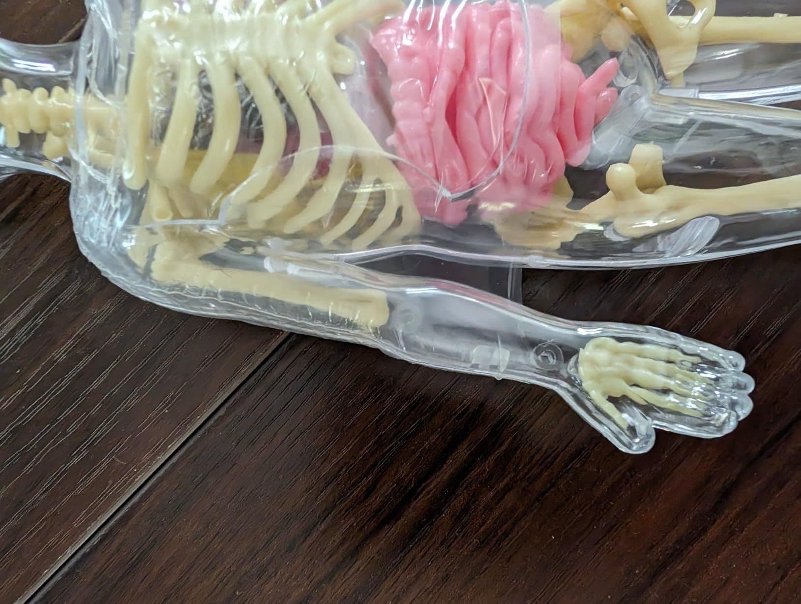 Close-up of the anatomically detailed human body model
