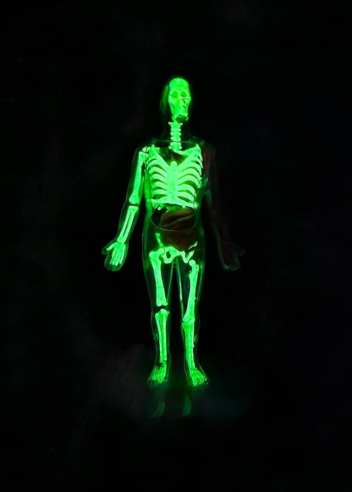 Human body skeleton glowing in the dark