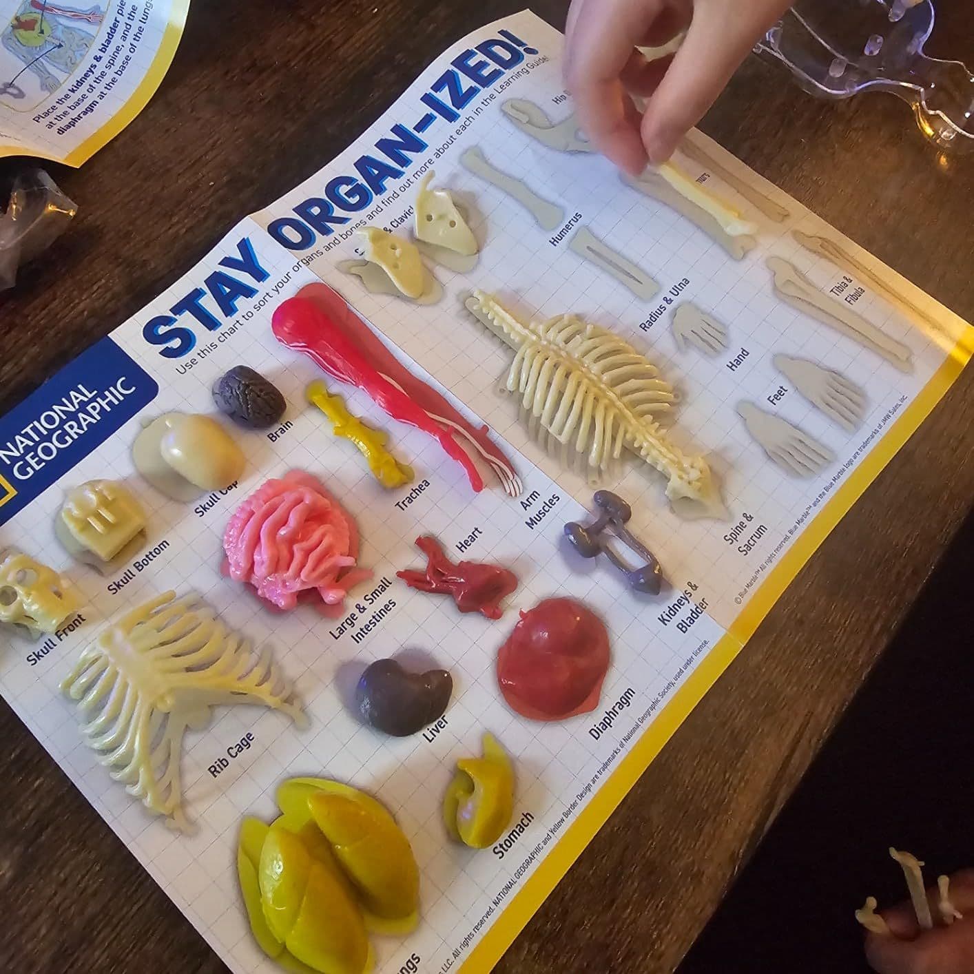 Anatomy parts organised on the learning guide