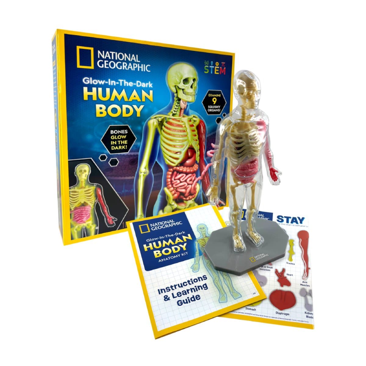 National Geographic Glow-in-the-Dark Human Body kit contents laid out