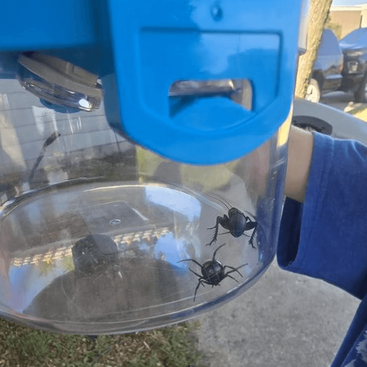 Bugs caught and observed inside the clear habitat